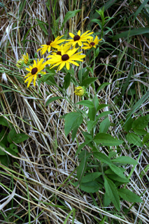 sweet black-eyed susan